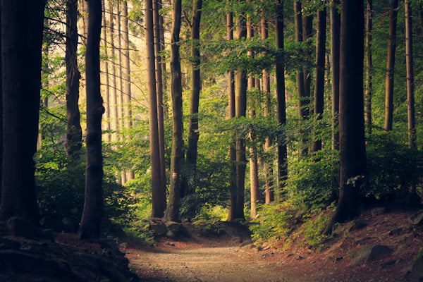 The Power Of Walking Every Day